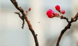 最新爆料小鱼海棠图片